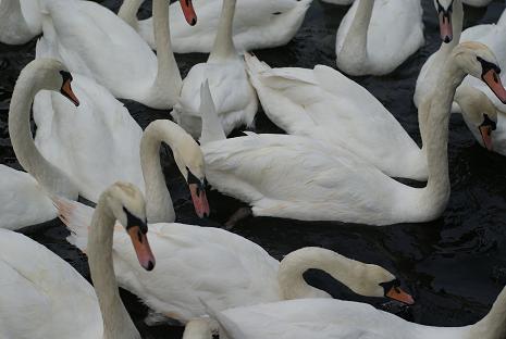 Swans