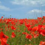 Poppies